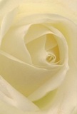This evocative image invites you to nestle within the heart of a cream-white rose, each petal unfurling like a gentle embrace-a familiar tranquility for those living near the quiet paths of Totteridge Valley. The surface is nearly weightless, feathered as if touched by cool morning dew, with soft shadows curling between the ivory folds to reveal exquisite depth. The luminescence is subtle and calm, conjuring the peace that accompanies quiet mornings walking along Totteridge Lane or the reflective moments shared between friends. For a florist, such a rose-pure, classic, and filled with understated power-serves as the perfect messenger of sympathy, admiration, or fresh beginnings for those in Totteridge. The close-up perspective emphasizes not only the delicate artistry of the bloom but also the thoughtful choices made with local understanding, making it as appropriate for a heartfelt condolences bouquet as for celebrating life's personal milestones within the community.